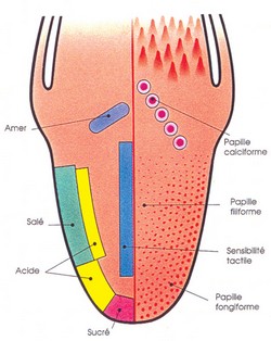 gout-langue